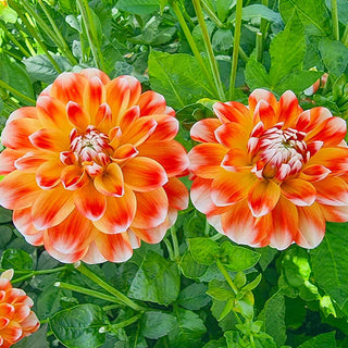 Hapet Harmony Dahlia