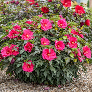 Watermelon Ruffles Hibiscus