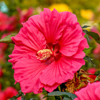 Watermelon Ruffles Hibiscus
