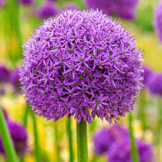 Gladiator Allium