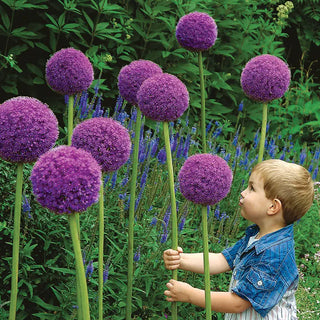 Gladiator Allium