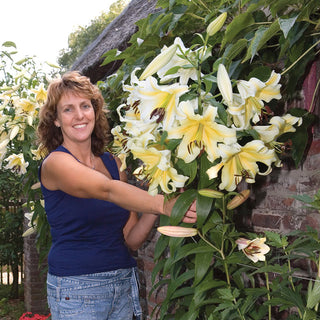 Belcastro Lily Tree
