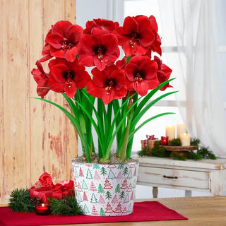 Miracle Amaryllis Single In Cardinal Tag Pot