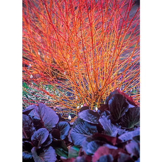 Bressingham Ruby Bergenia