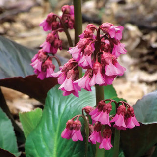 Bressingham Ruby Bergenia