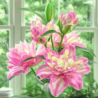 Lucky Angel Lily