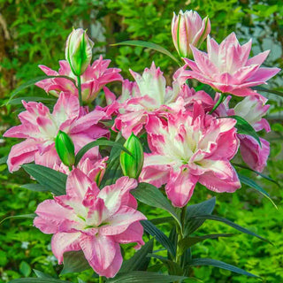 Lucky Angel Lily