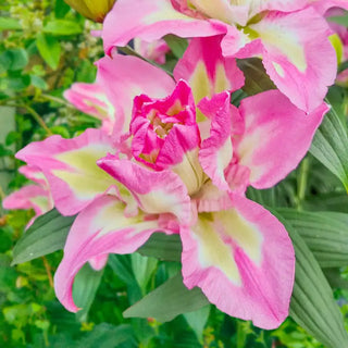 Lucky Angel Lily