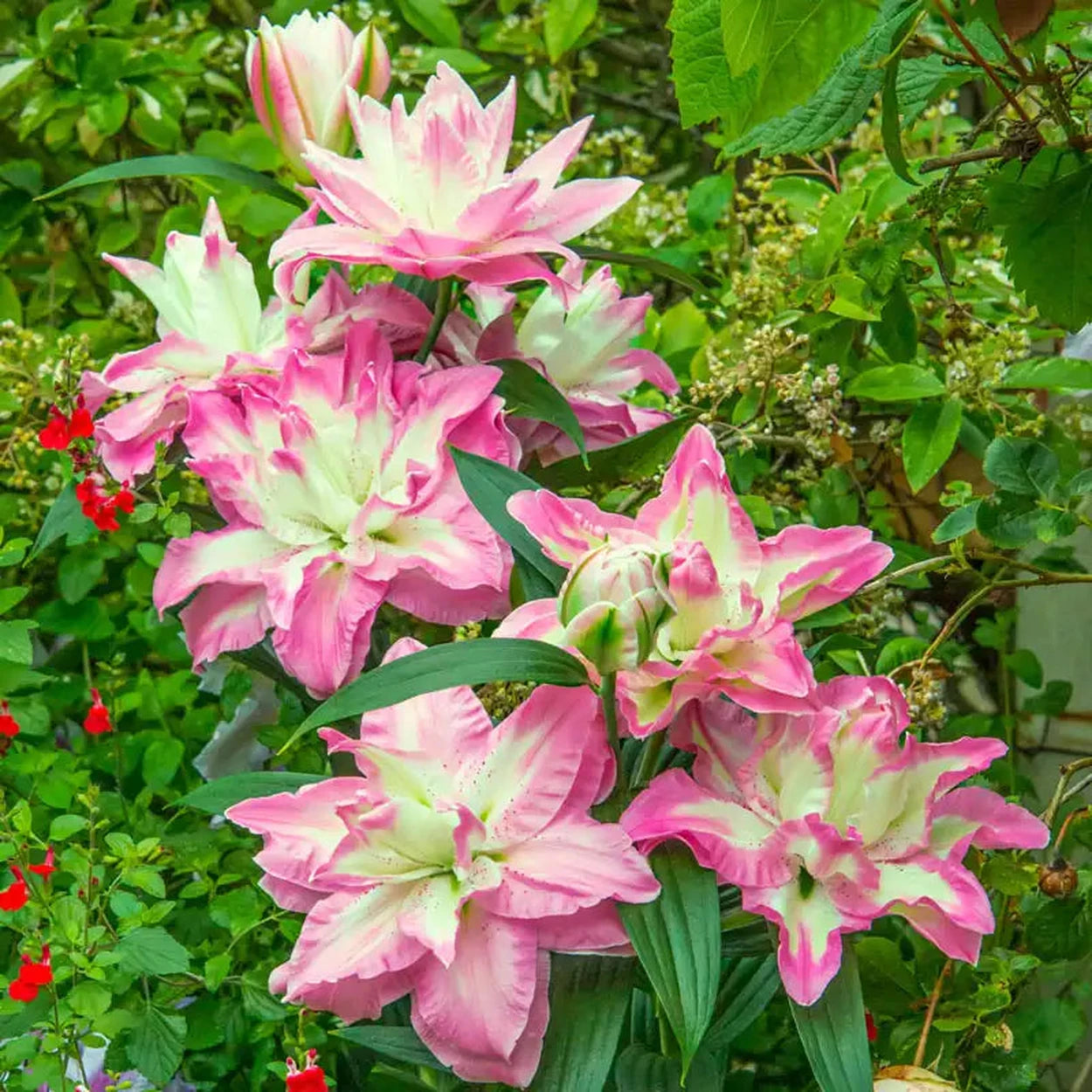 angel lily flower Lucky Angel Lily – Breck's