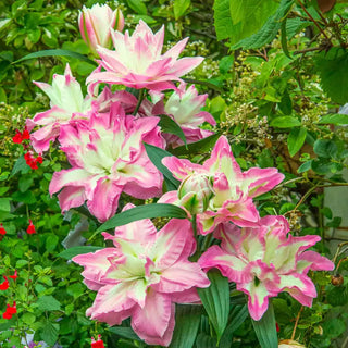 Lucky Angel Lily