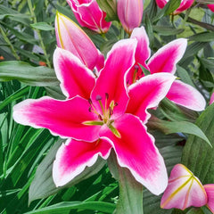 Liber Edge Lily – Breck's