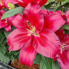 Liber Love Lily – Breck's