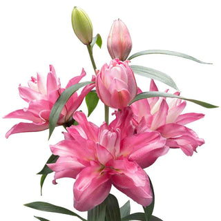 Lucky Queen Lily
