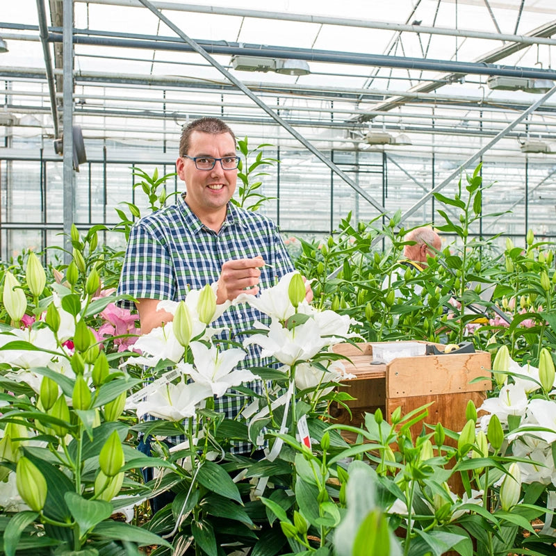 Liber Lily Hybridizers