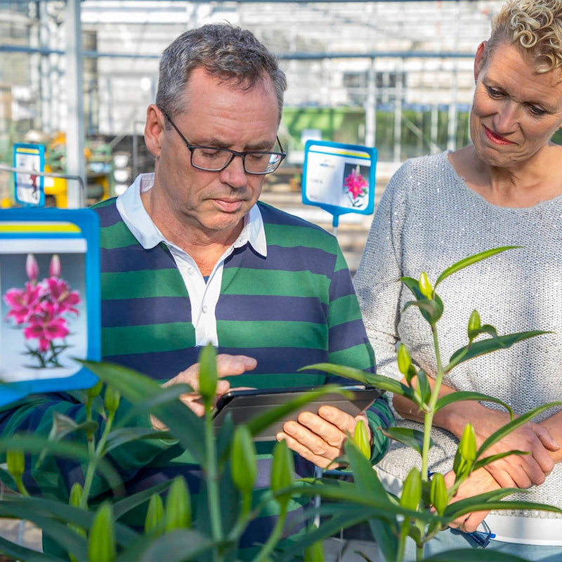 Liber Lily Hybridizers