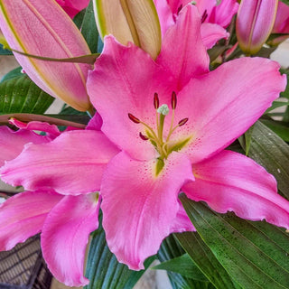 Liber Lily Collection