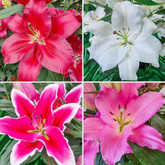 Liber Lily Collection – Breck's