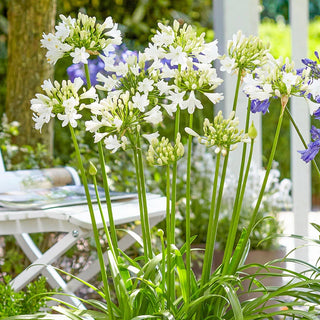 Ever White Agapanthus