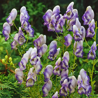 Cloudy Monkshood