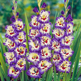 Circus Color Gladiolus