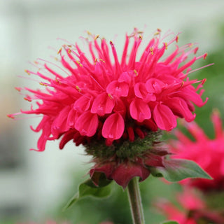 Bee-Happy Bee Balm