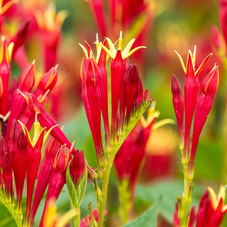 Little Redhead Indian Pink