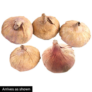 Colour Splash Gladiolus Mixture