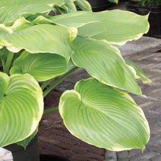 Winter Snow Giant Hosta