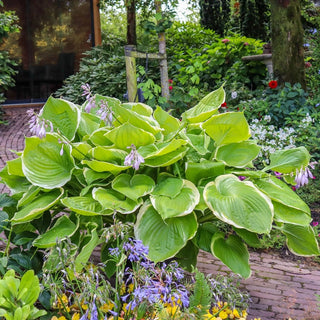 Winter Snow Giant Hosta