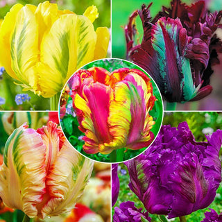 Wow Parrot Tulip Collection