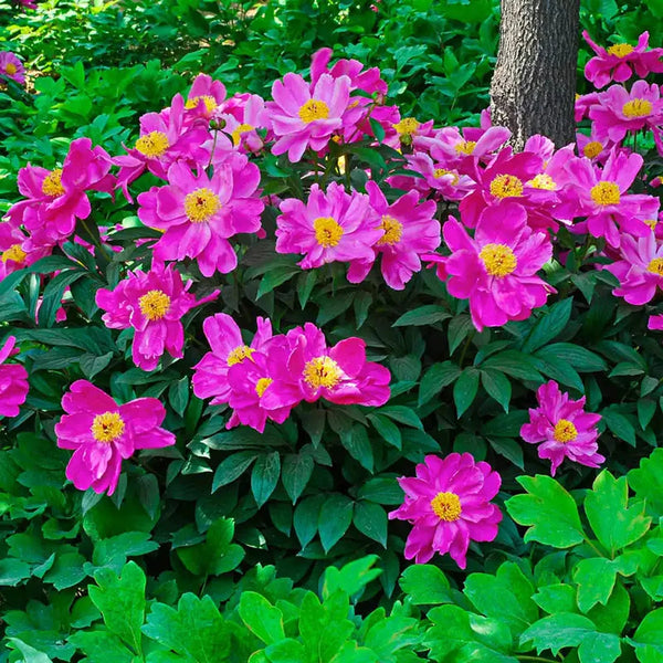 Wild Lactiflora Peony | Shop Online | Breck's Bulbs Canada
