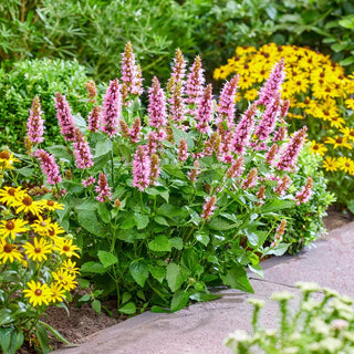 Beelicious Pink Anise Hyssop