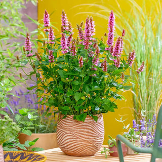 Beelicious Pink Anise Hyssop