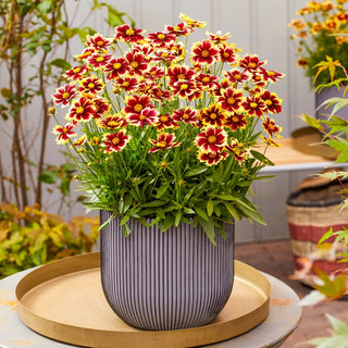 Solar Fancy Coreopsis