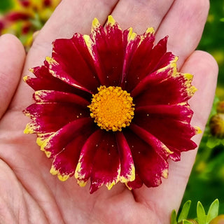 Solar Fancy Coreopsis
