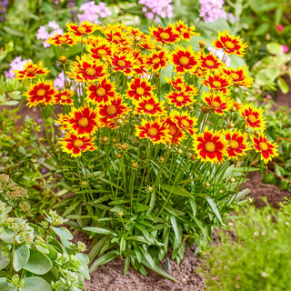 Solar Jewel Coreopsis