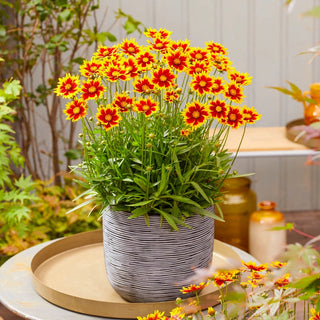 Solar Jewel Coreopsis