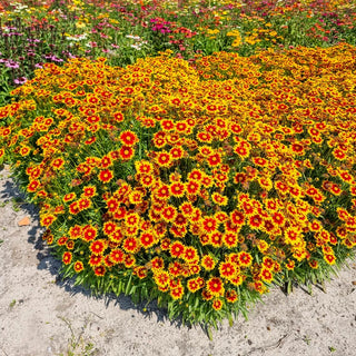 Solar Jewel Coreopsis