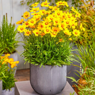 Solar Mellow Coreopsis