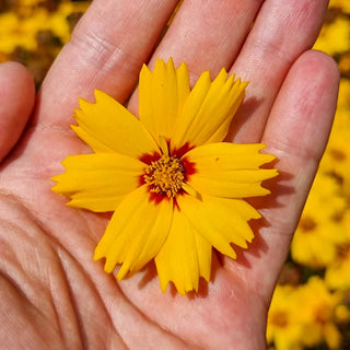Solar Mellow Coreopsis