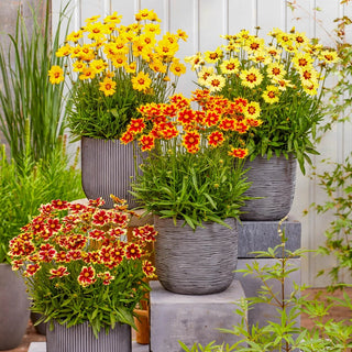 Solar Coreopsis Mixture