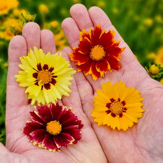 Solar Coreopsis Mixture