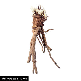 Red Rumble Oriental Poppy