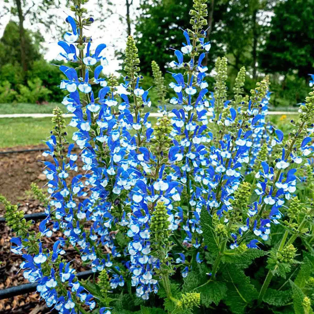 Buy Azure Snow Salvias Online Breck's Bulbs Canada Brecks Canada