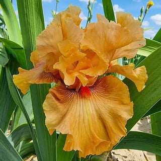 Whiskey Tango Bearded Iris