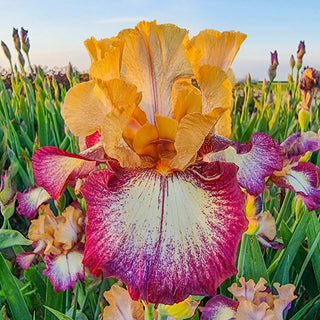 All The Time Reblooming Bearded Iris