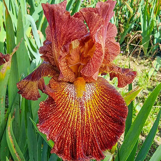 Dash of Spice Bearded Iris