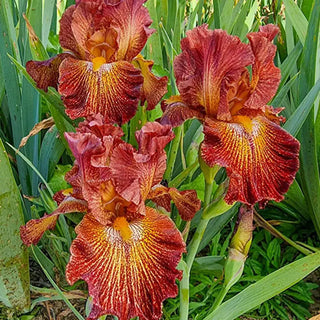Dash of Spice Bearded Iris