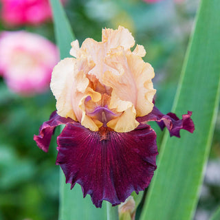 Broad Shoulders Bearded Iris
