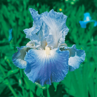 Clarence Reblooming Bearded Iris